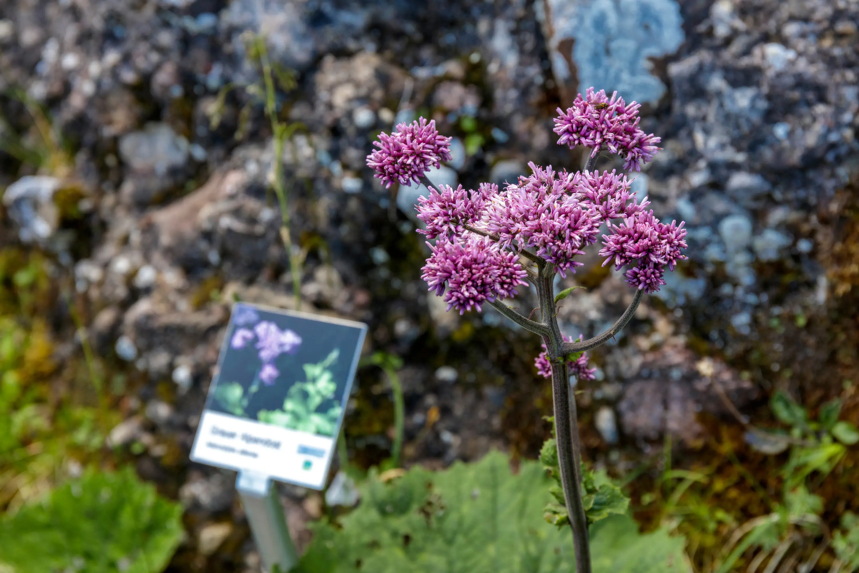 Wanderung Blumenpfad Rigi