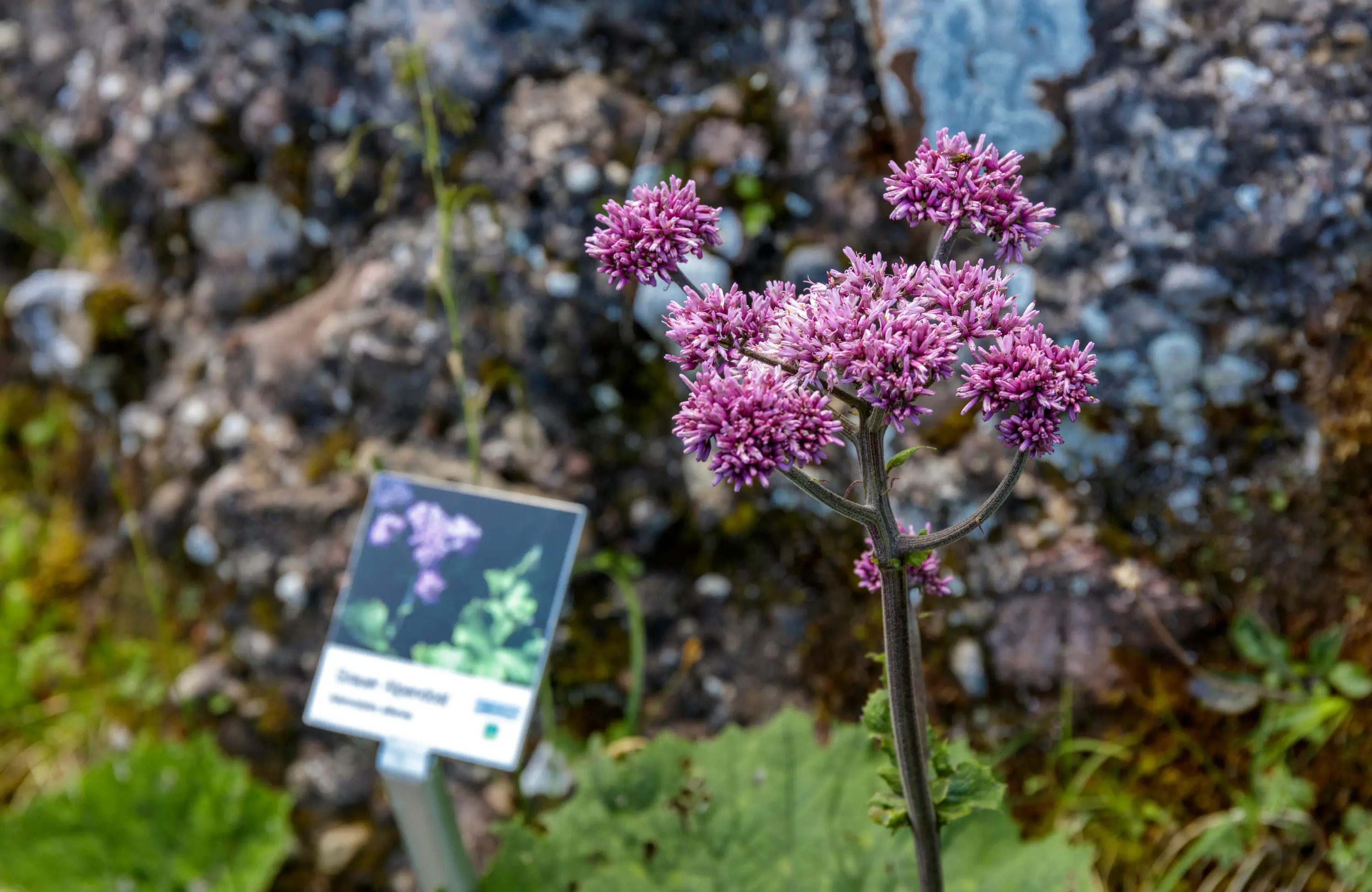 Wanderung Blumenpfad Rigi